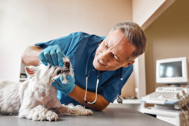 Best Mobile Emergency Dentist in Plainview, TN